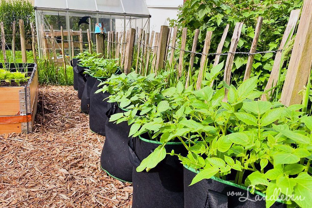 Kartoffeln in Pflanzsäcken