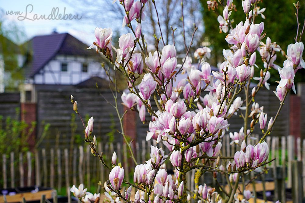 Magnolienblüte 2024