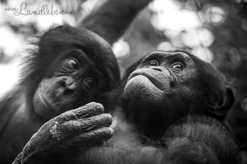 Bonobos im Kölner Zoo