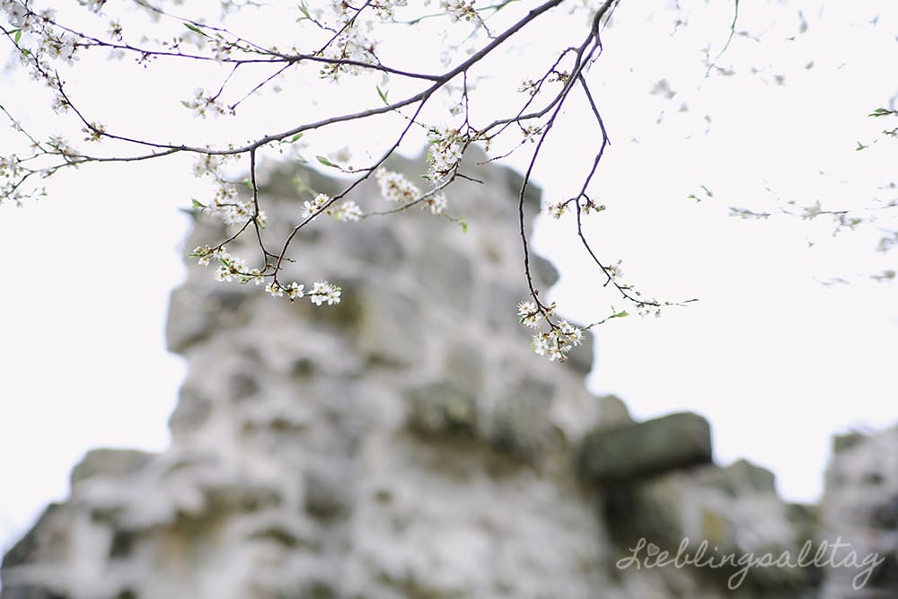 Blühender Baum bei Burg Drachenfels