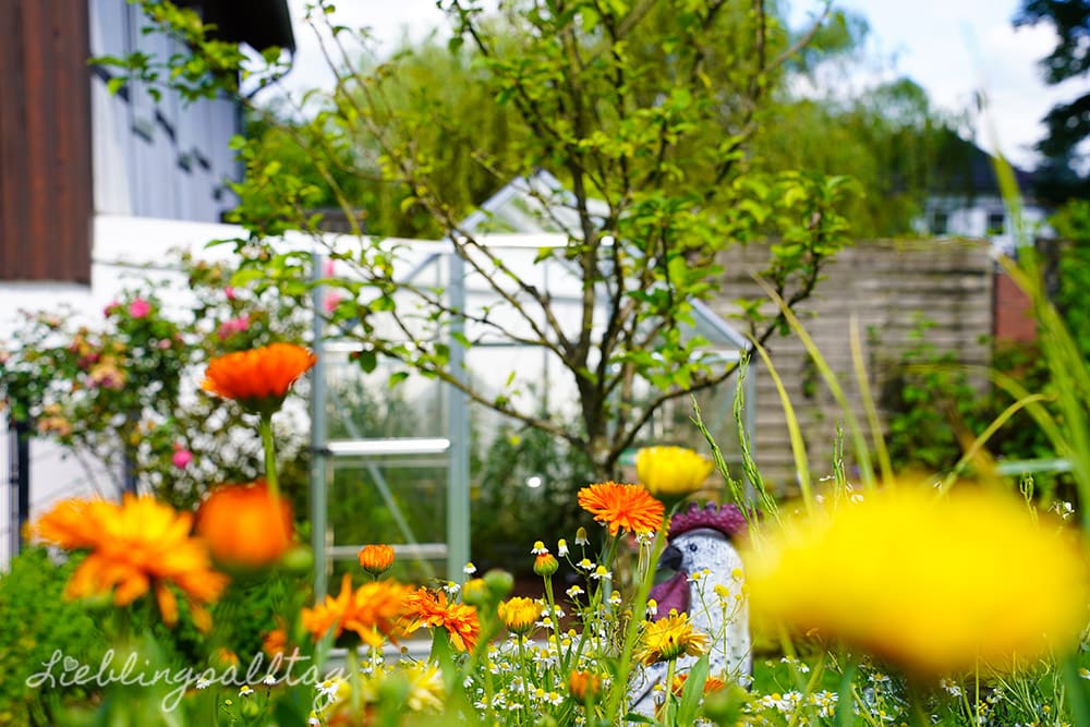 Garten im Juli 2024