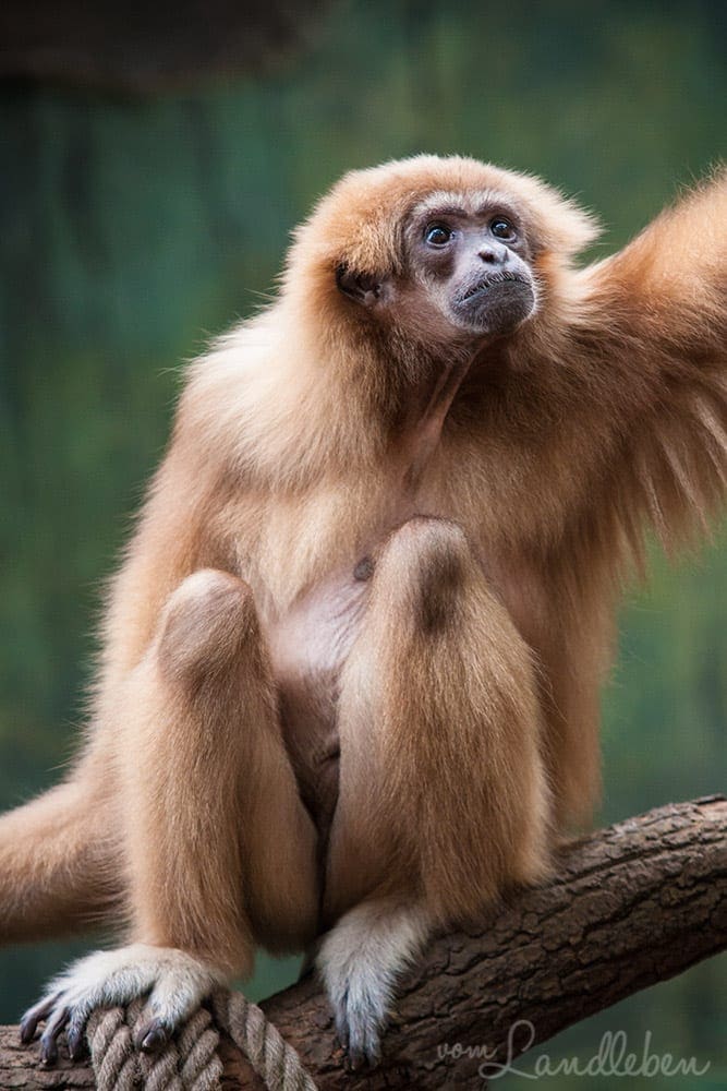 Gibbon im Kölner Zoo
