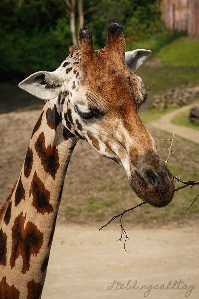 Giraffe - Zoom Erlebniswelt Gelsenkirchen