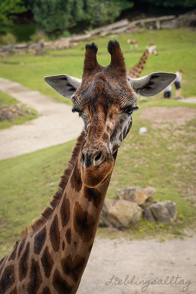 Giraffe - Zoom Erlebniswelt Gelsenkirchen