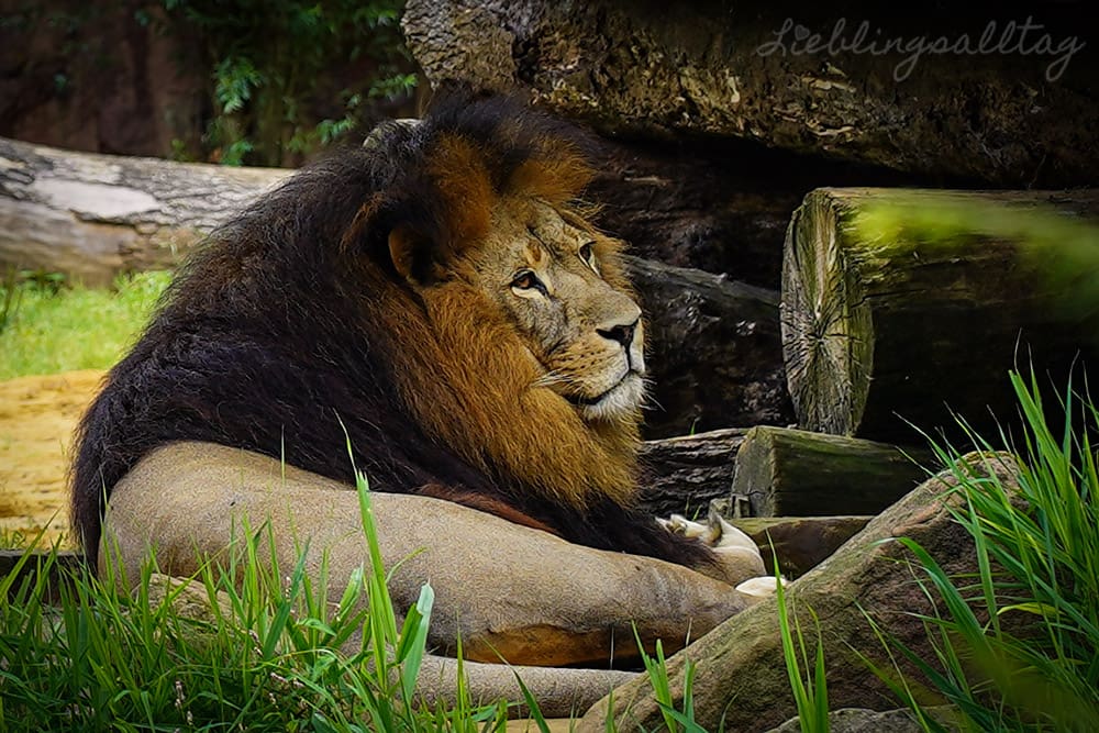 Löwe - Zoom Erlebniswelt Gelsenkirchen