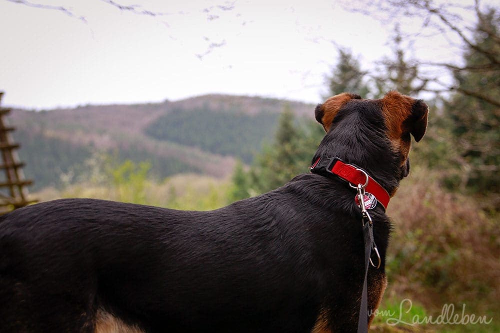 Wandern mit Hund auf dem Rheinsteig Richtung Drachenfels