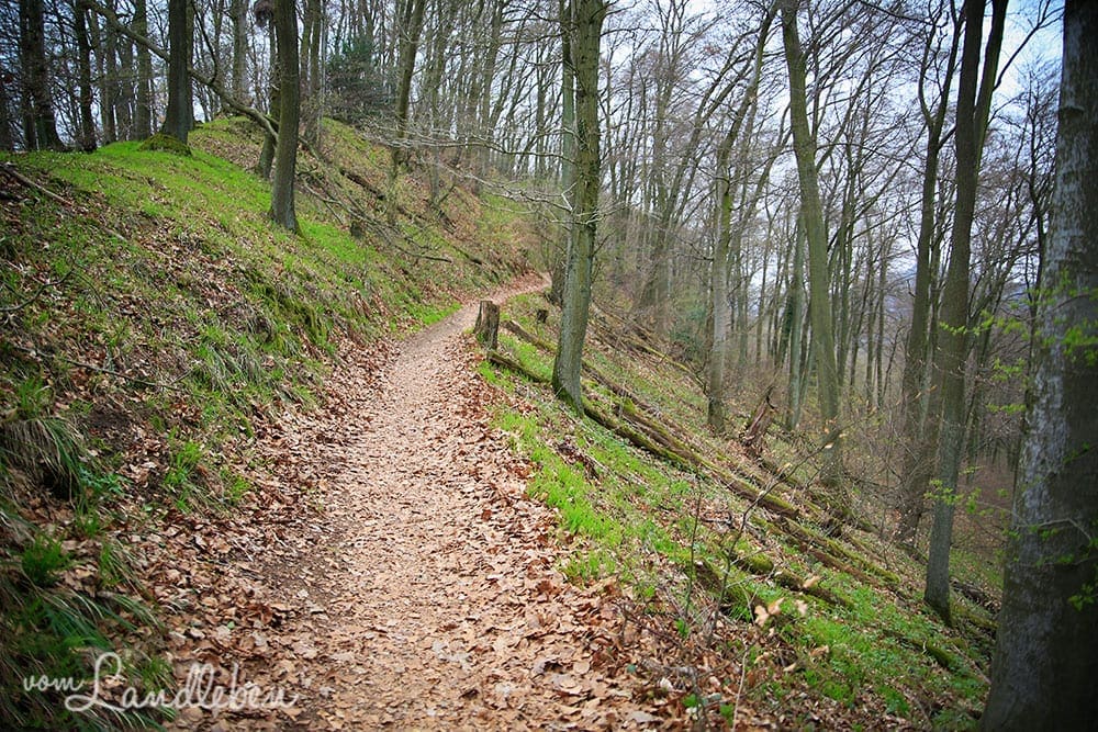 Rheinsteig-Wanderung zum Drachenfels