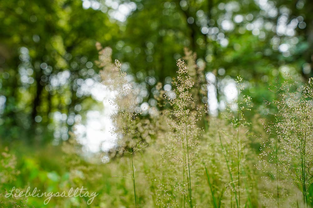 Waldlichtung