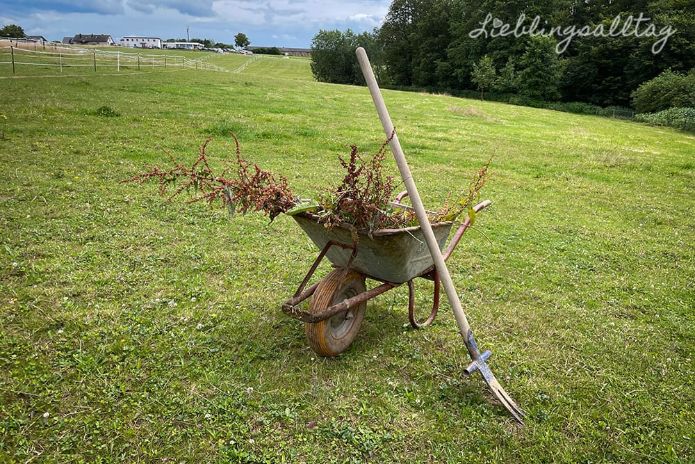 Stumpfblättrigen Ampfer von der Weide entfernen