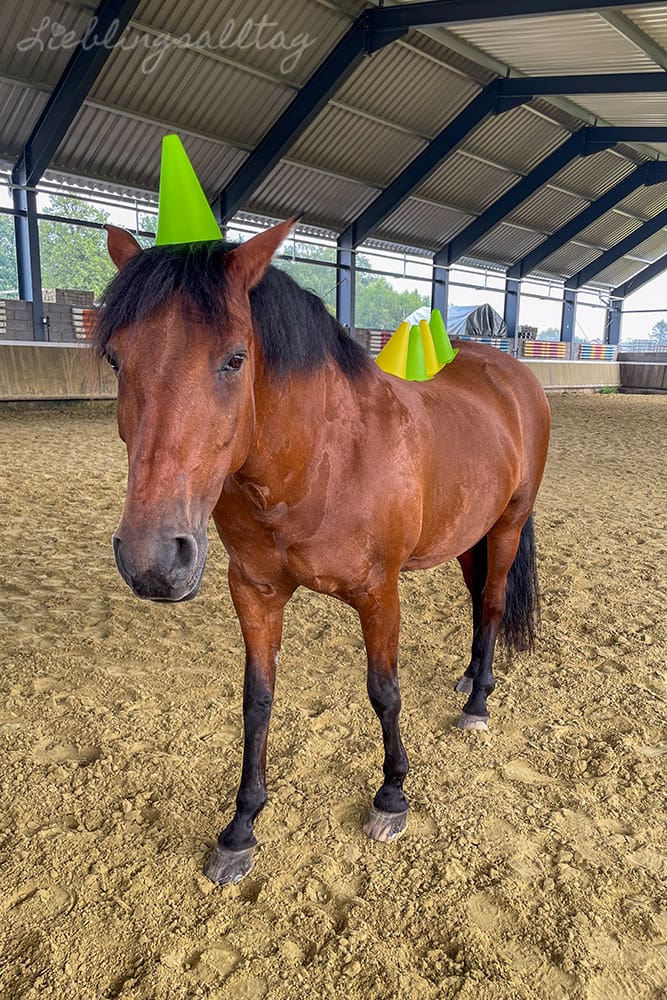 Hütchentraining mit meinem Pferd