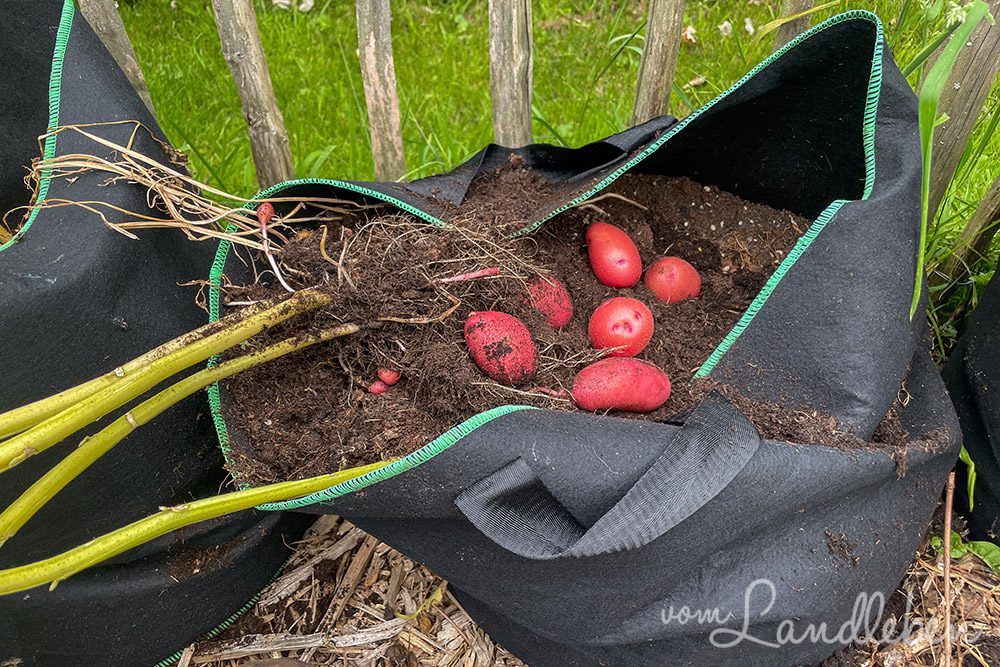 Kartoffelanbau in Pflanzsäcken