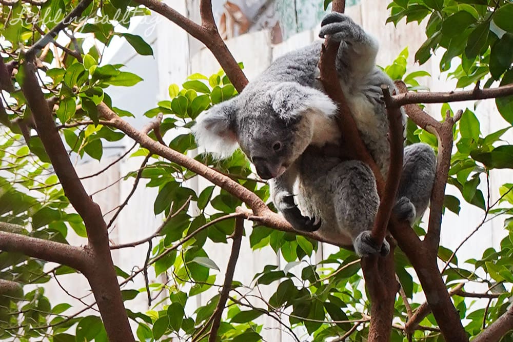 Koala im Zoo Duisburg