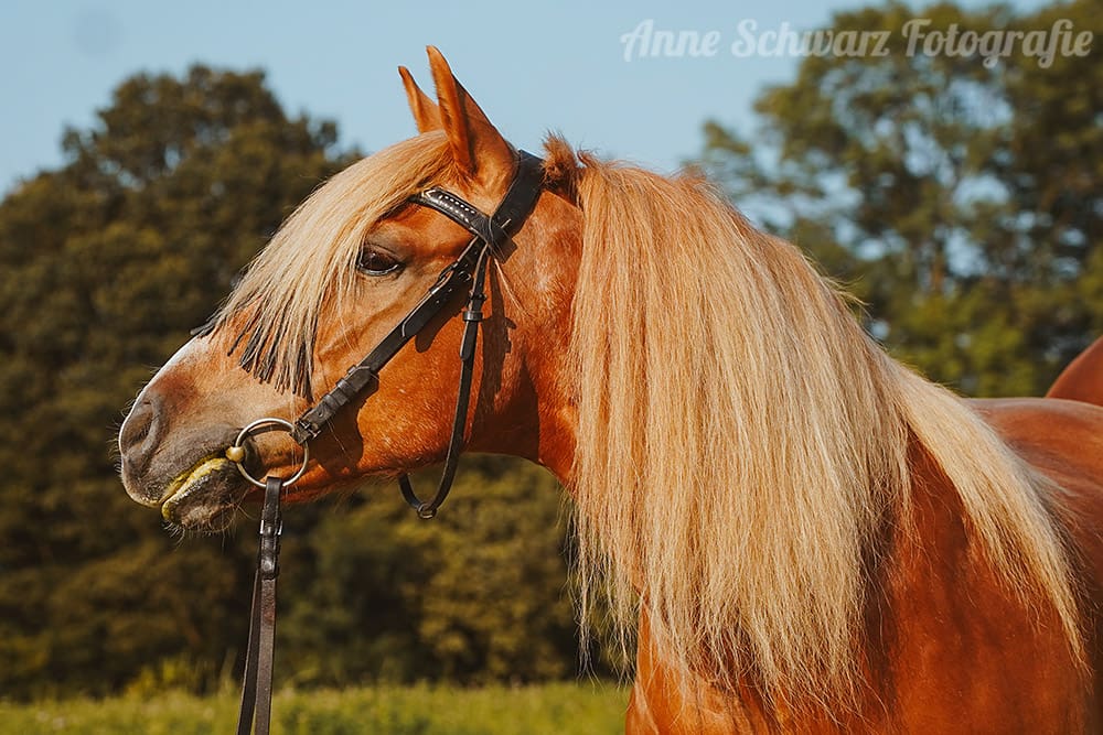 Pferdefotografie - Amigo