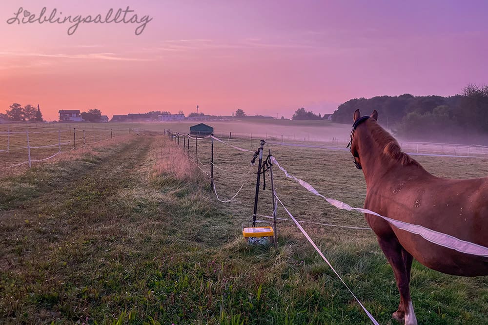 Sonnenaufgang an der Pferdewiese