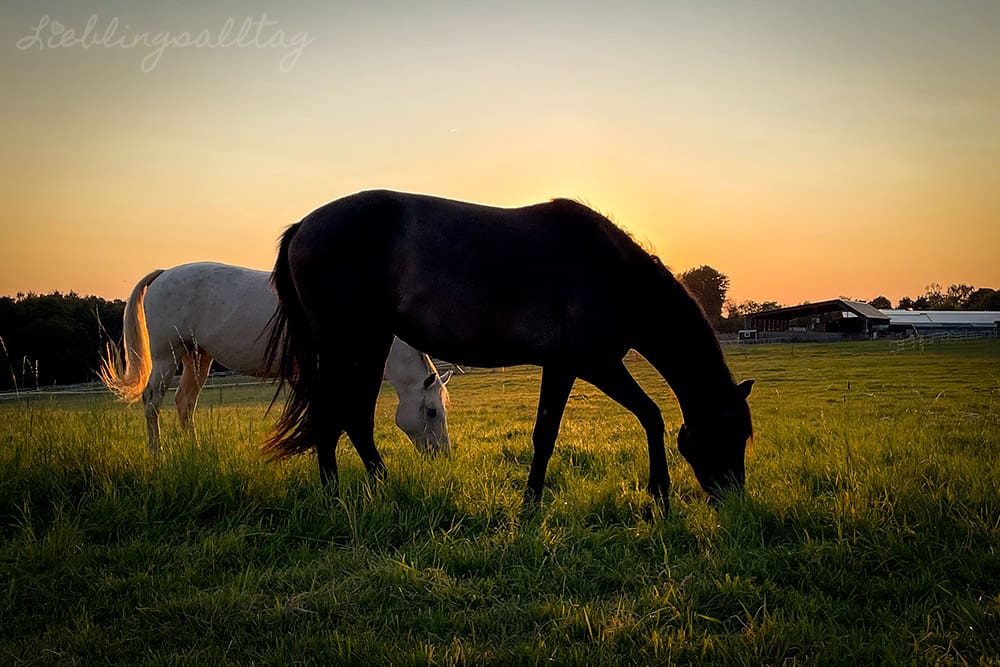 Abendstimmung auf der Pferdeweide