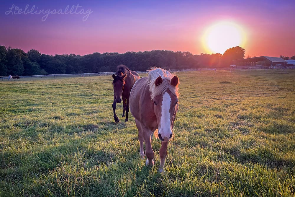 Abendstimmung auf der Pferdeweide