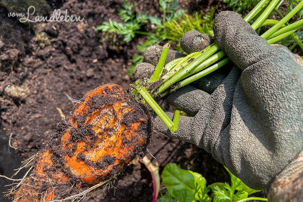 Ameisen an den Möhren