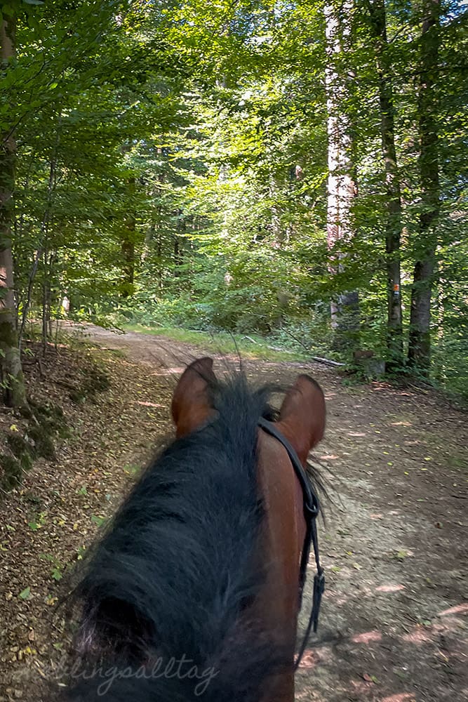 Ausreiten im Wald mit Dolida