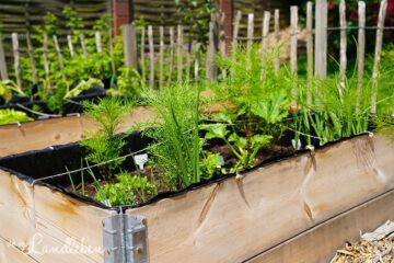 Hochbeet im Bauerngarten
