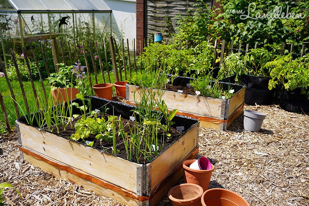 Hochbeete im Bauerngarten - Juni 2024