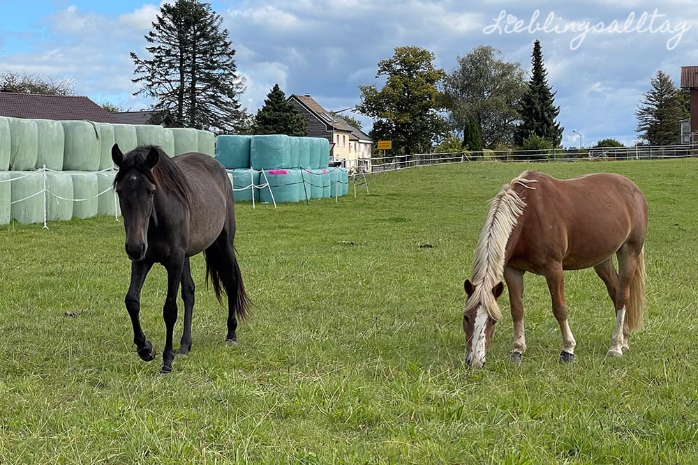 Feli und Lady im September 2024