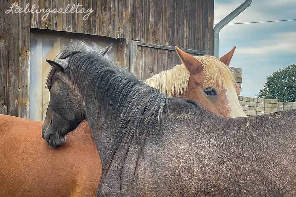 Feli und Lady im September 2024