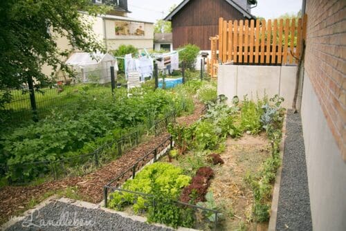 Gemüsegarten im Juni 2018