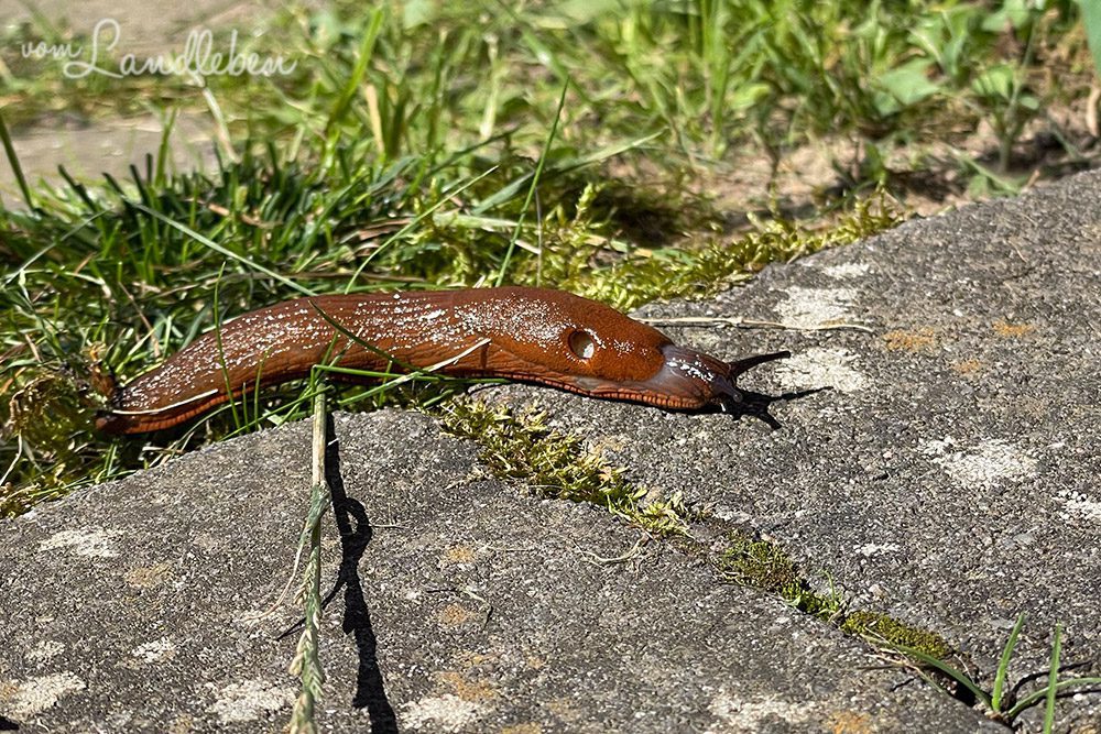 Nacktschnecke im Hochsommer