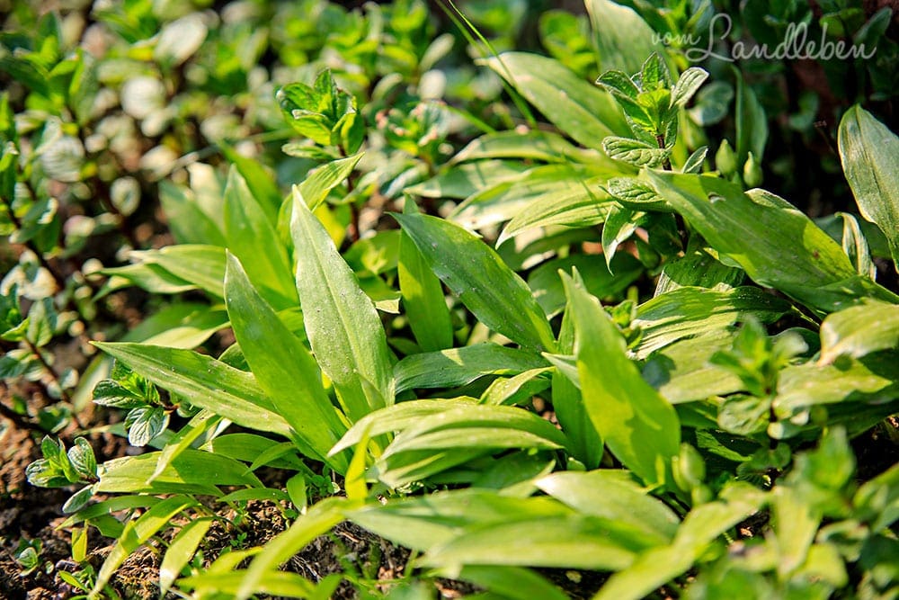 Bärlauch im Garten