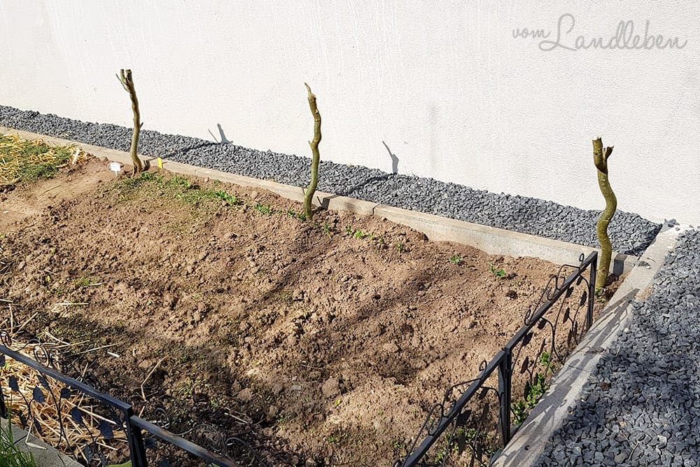 DIY-Rankhilfe für Erbsen