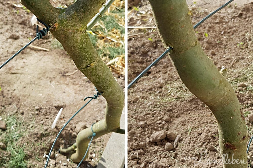 DIY-Rankhilfe für Erbsen