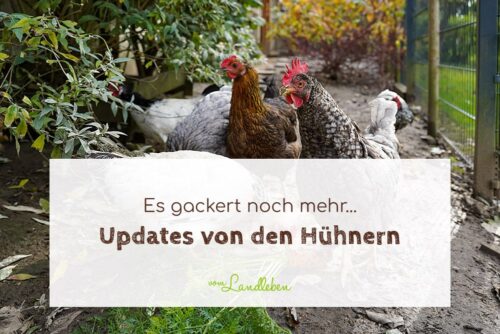 Hühner-Update: es gackert noch mehr