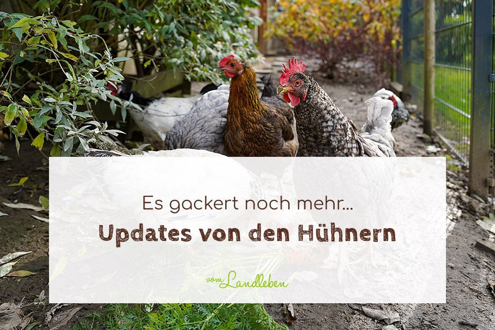 Hühner-Update: es gackert noch mehr