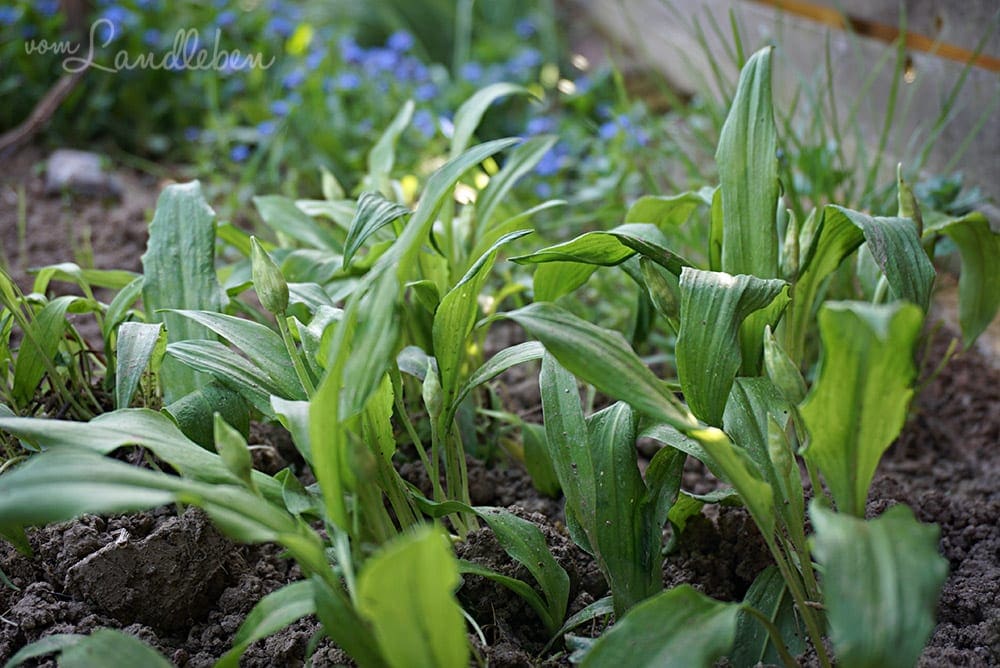 Bärlauch im eigenen Garten