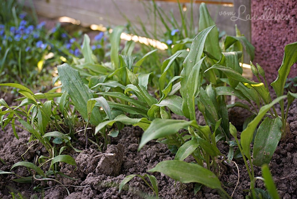Bärlauch im eigenen Garten