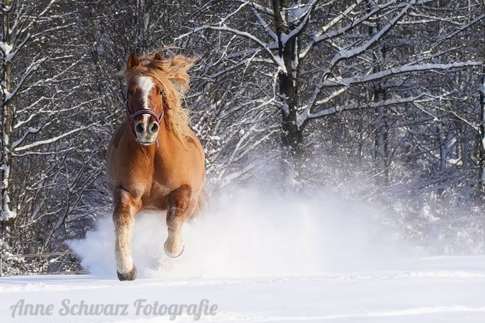 Pferdeshooting im Schnee