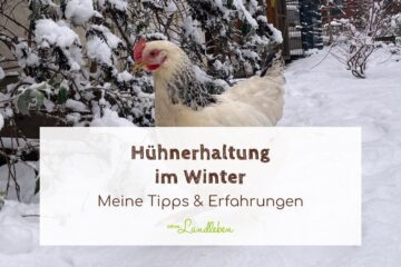Hühnerhaltung im Winter: Tipps & Erfahrungen