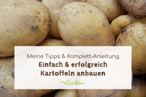 Kartoffeln anbauen: einfach & erfolgreich