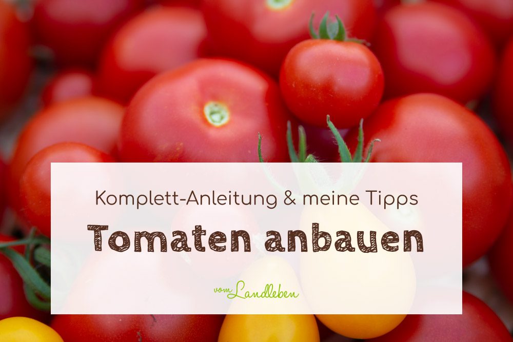 Tomaten anbauen: Komplettanleitung & meine Tipps