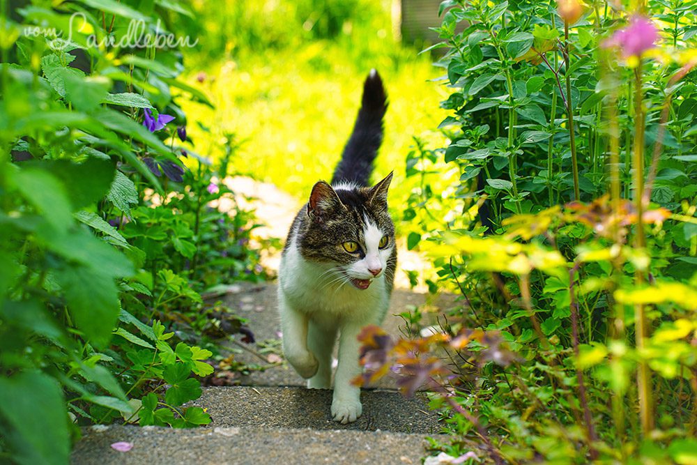 Katze im Garten