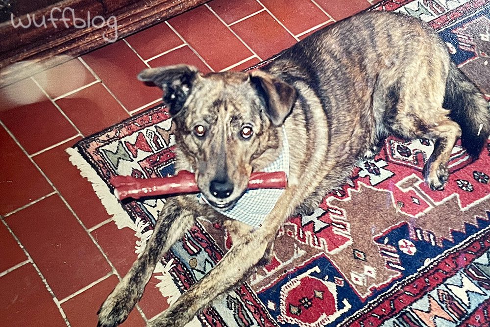 Adda, mein erster Hund