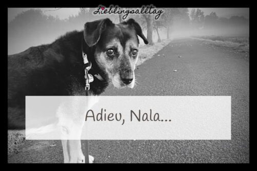 Adieu, Nala...