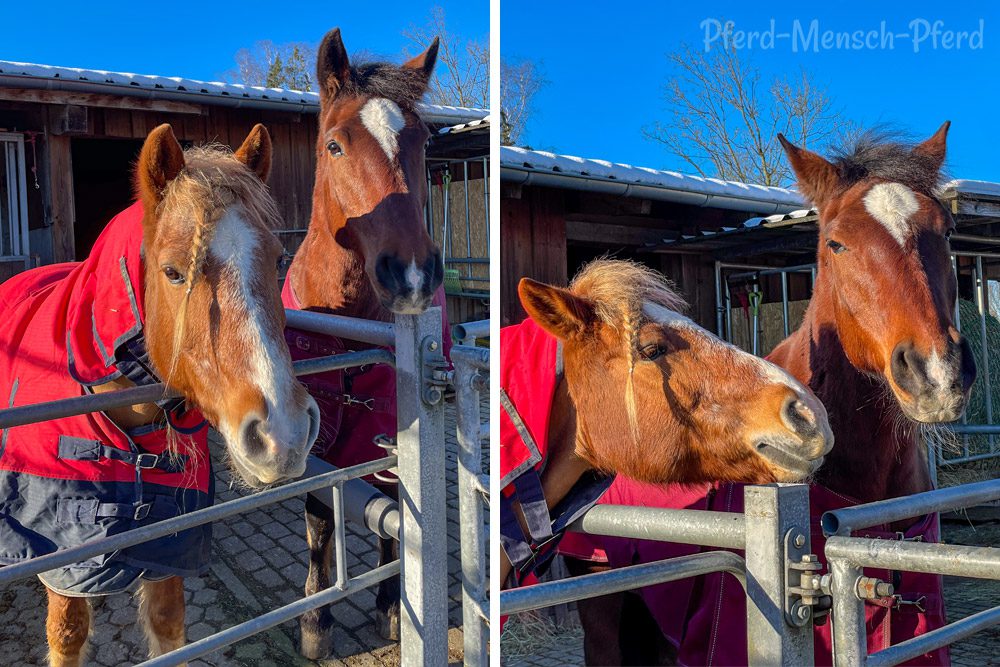 Amigo in seiner neuen Box