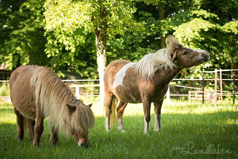 Bella und Kyara – Mai 2018