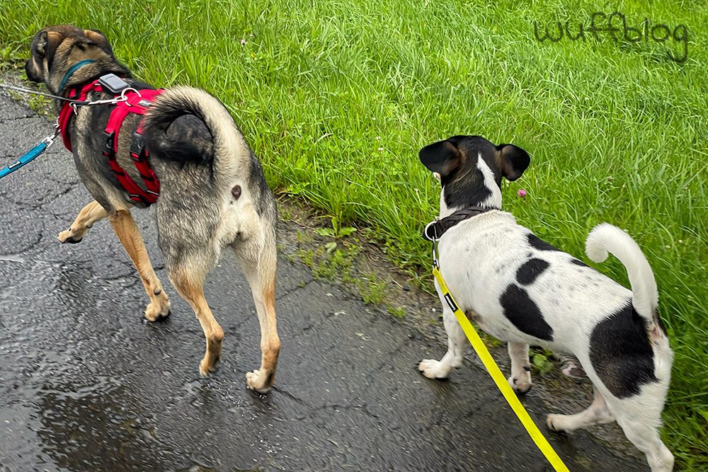 Bonnie mit einem anderen Hund - August 2023