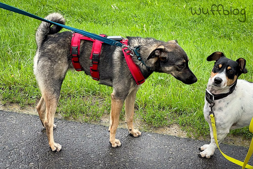 Bonnie mit einem anderen Hund - August 2023