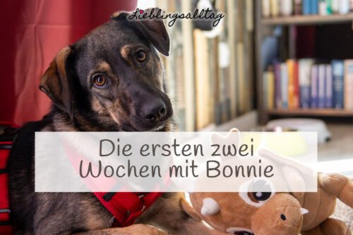 Die ersten zwei Wochen mit Bonnie
