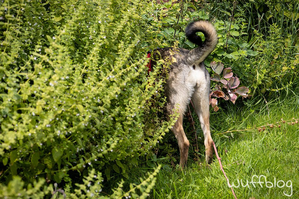 Bonnie im Garten