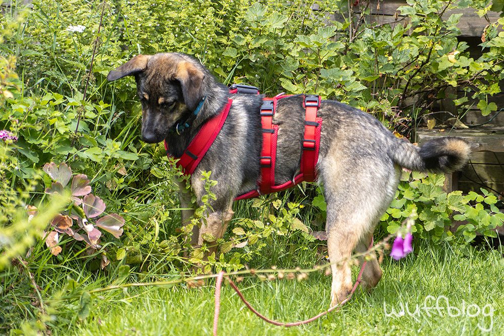 Bonnie im Garten