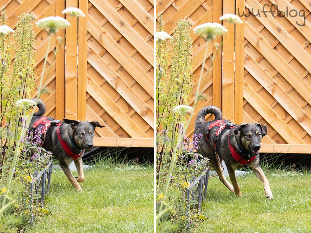Bonnie tobt im Garten